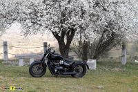 TriumphBobberBlack_67