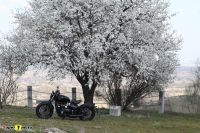 TriumphBobberBlack_68