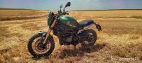 LEONCINO800T-07