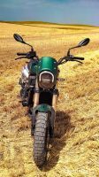 LEONCINO800T-08