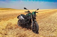 LEONCINO800T-13