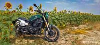 LEONCINO800T-17