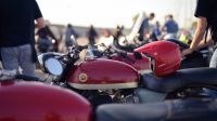 110663_Impalada_2017