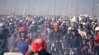110679_Impalada_2017