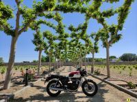 Triumph_T100_2021_Super7moto_13