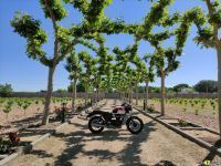 Triumph_T100_2021_Super7moto_9