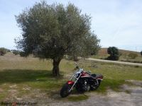 HD_Sportster21